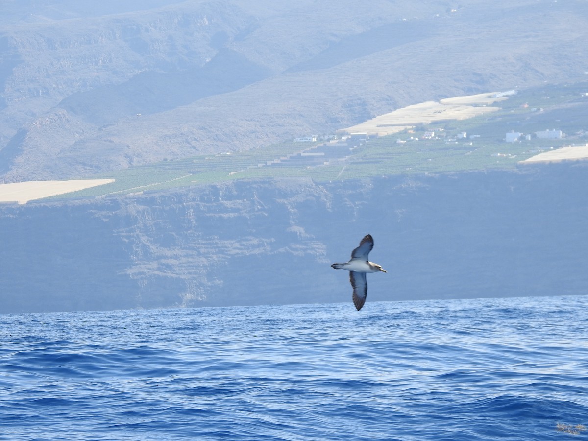 Cory's Shearwater - ML619939535