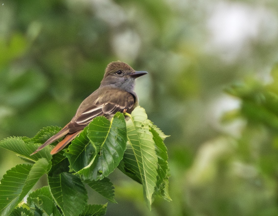 Great Crested Flycatcher - ML619939540