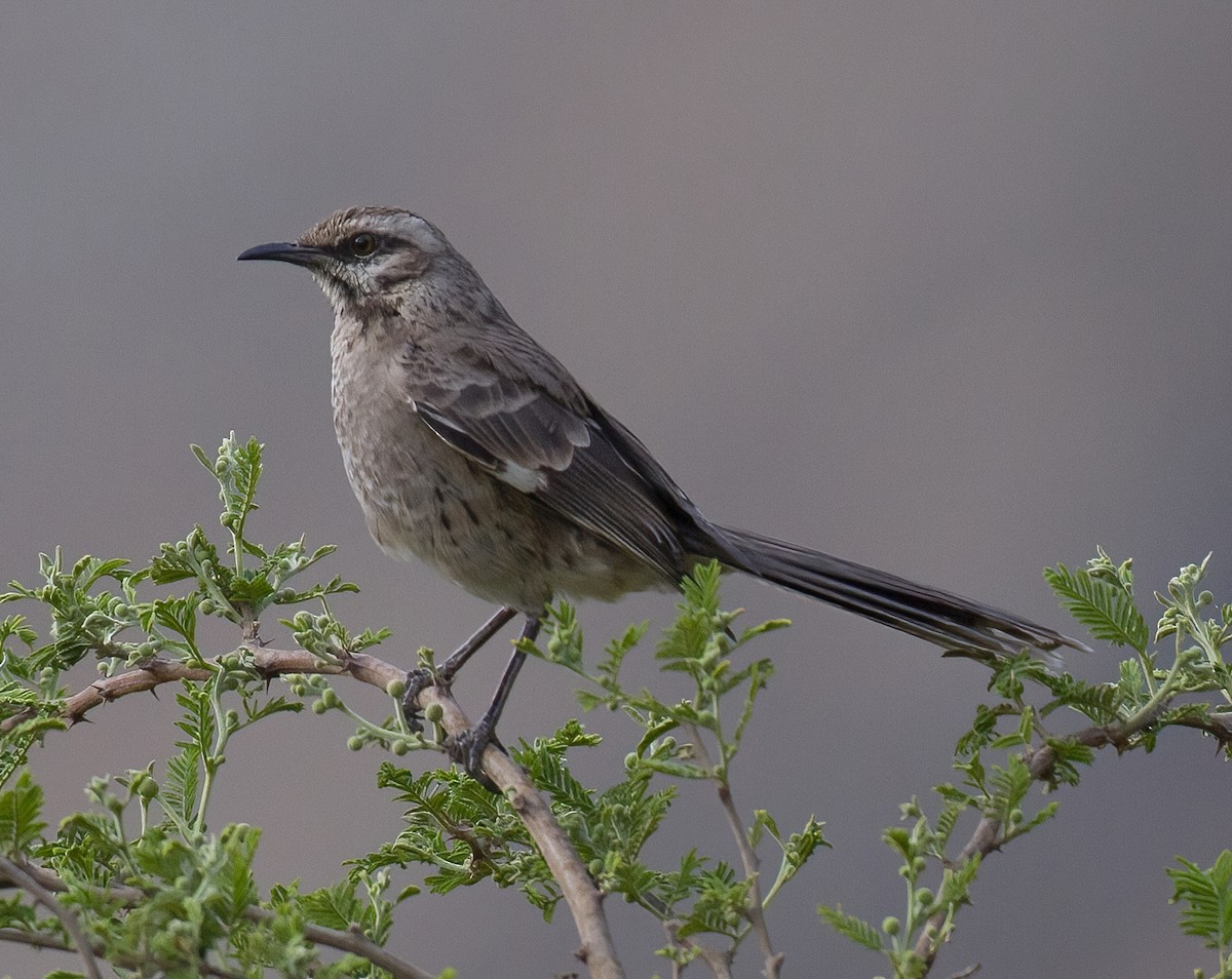 Long-tailed Mockingbird - ML619939543