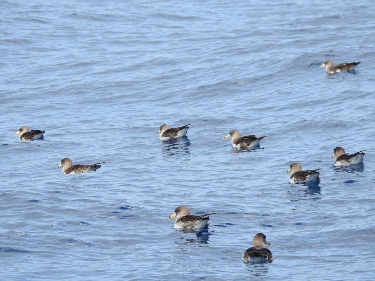 Cory's Shearwater - ML619939545