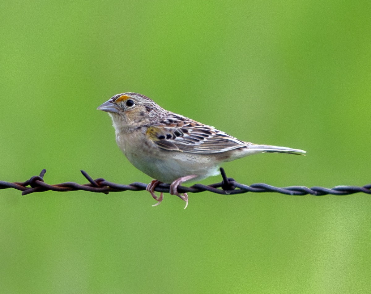 Grasshopper Sparrow - ML619939548