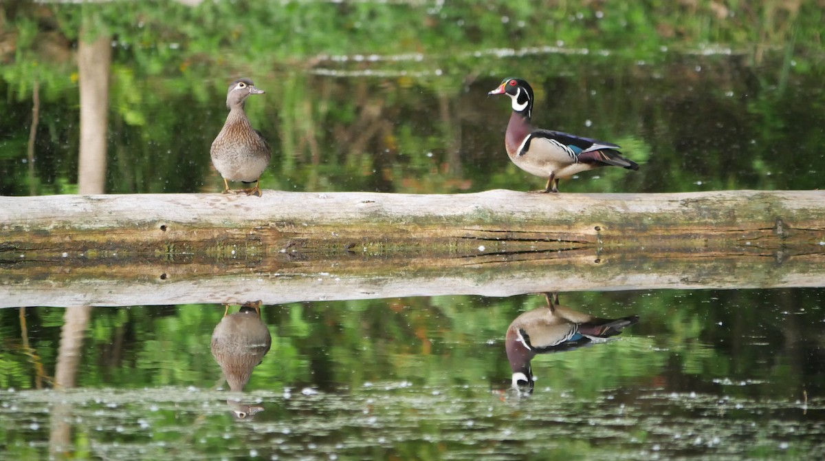 Wood Duck - ML619939551