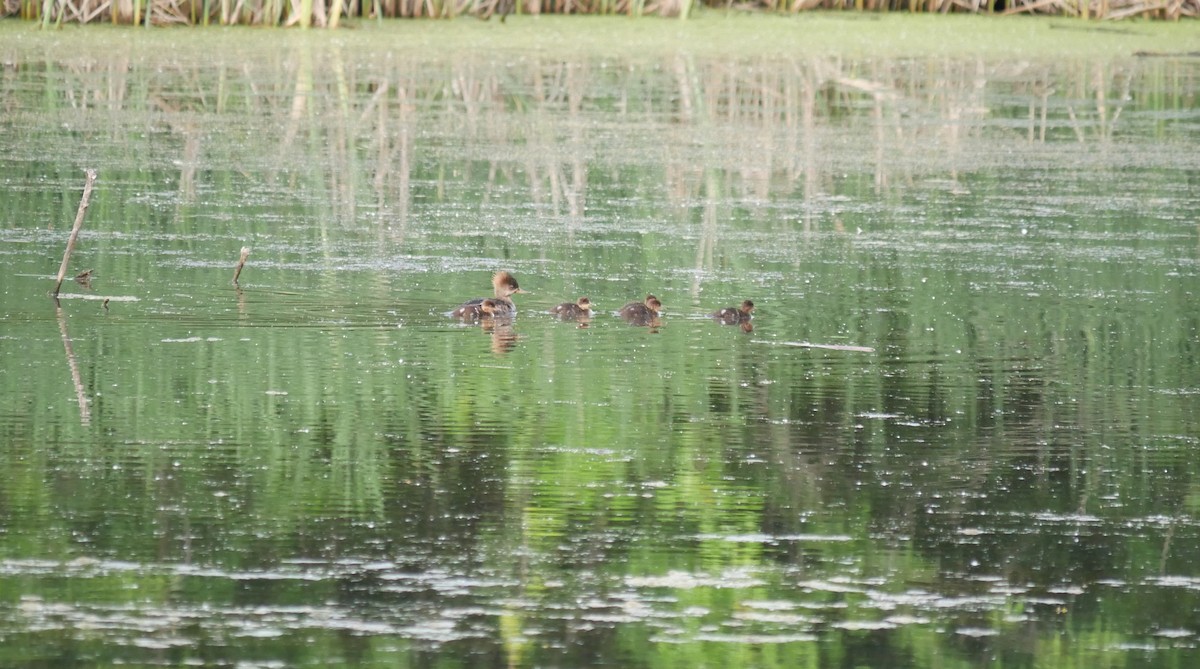 Hooded Merganser - ML619939561