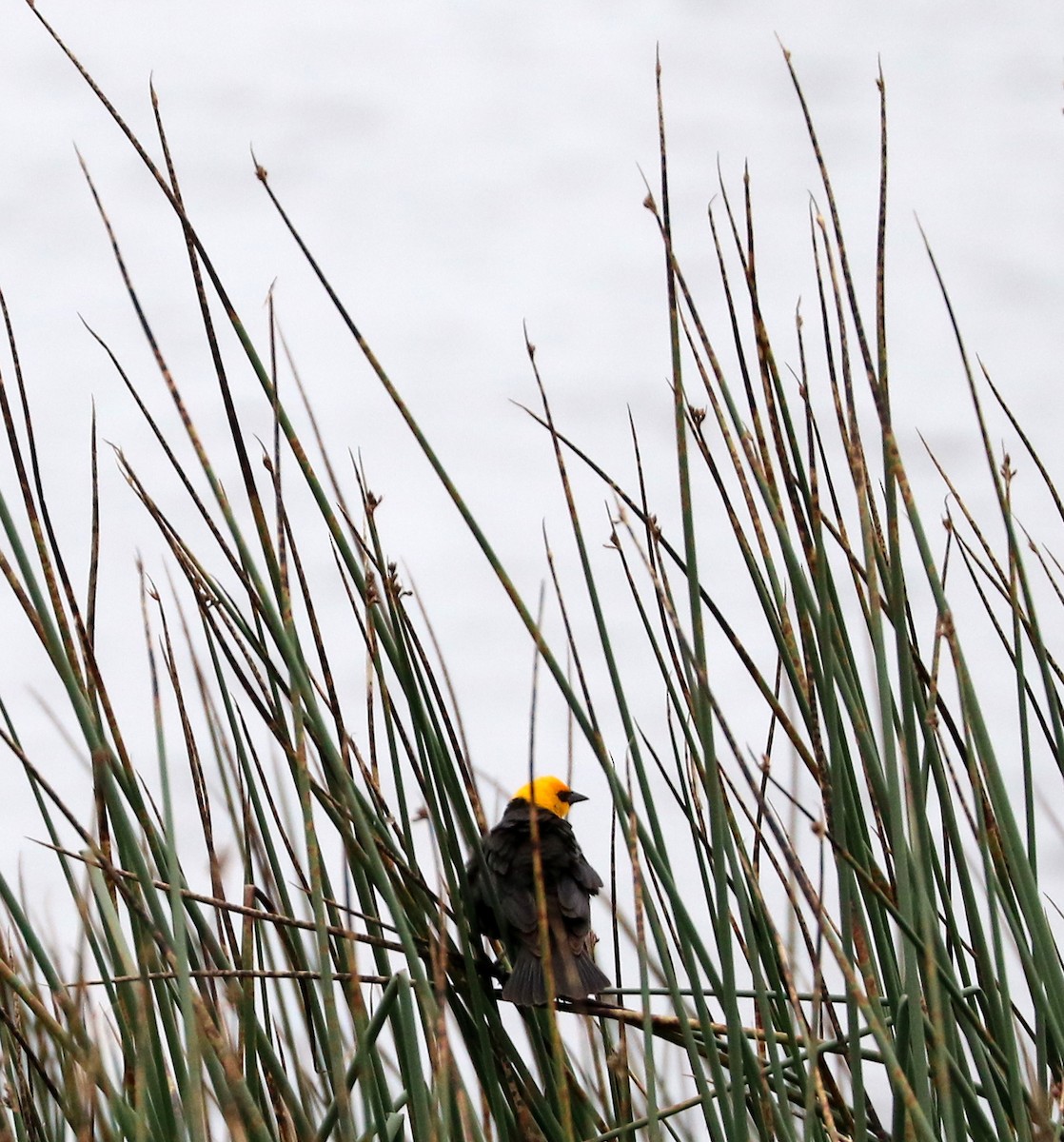 Yellow-headed Blackbird - ML619939563