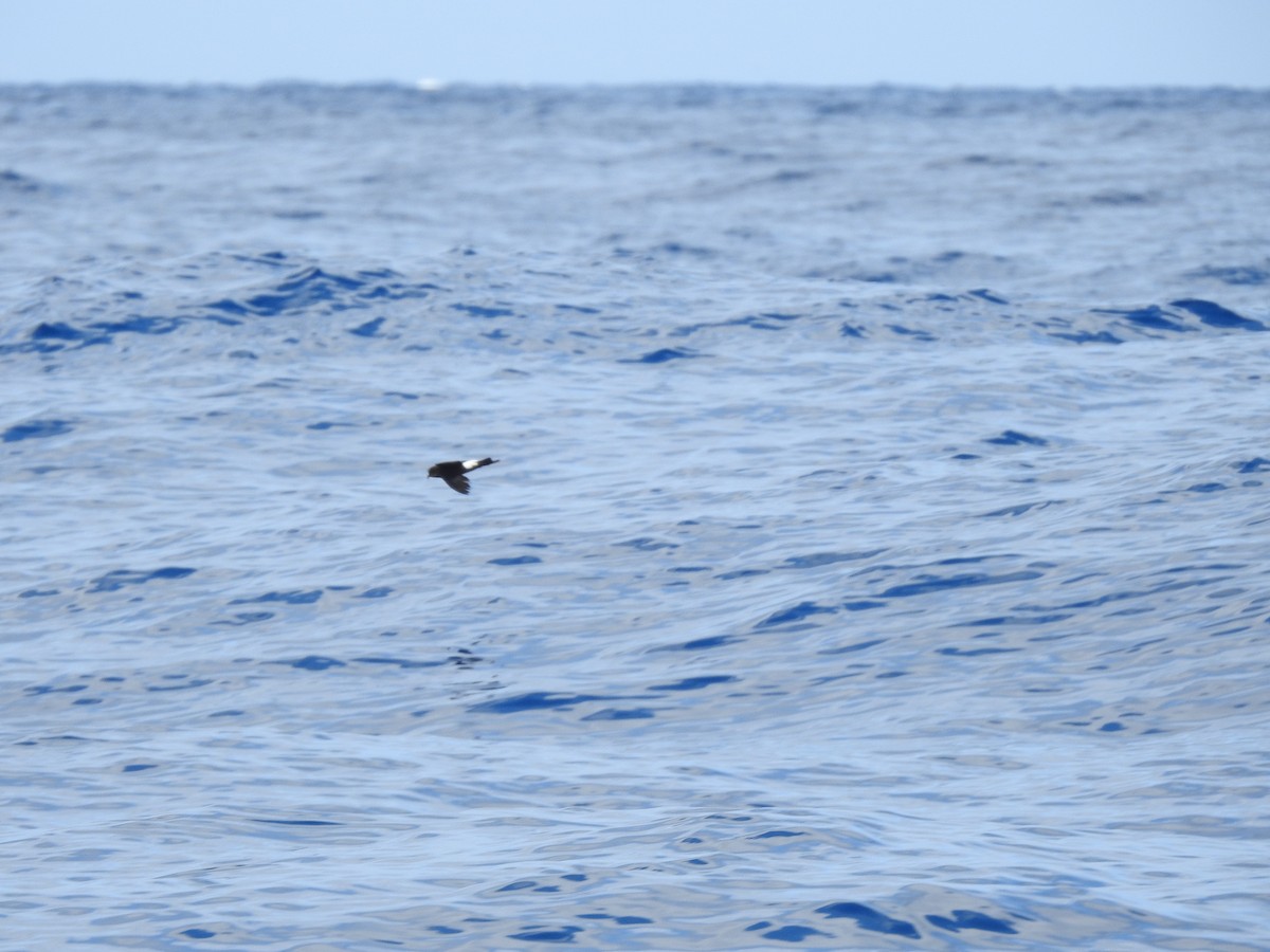 Wilson's Storm-Petrel - ML619939573