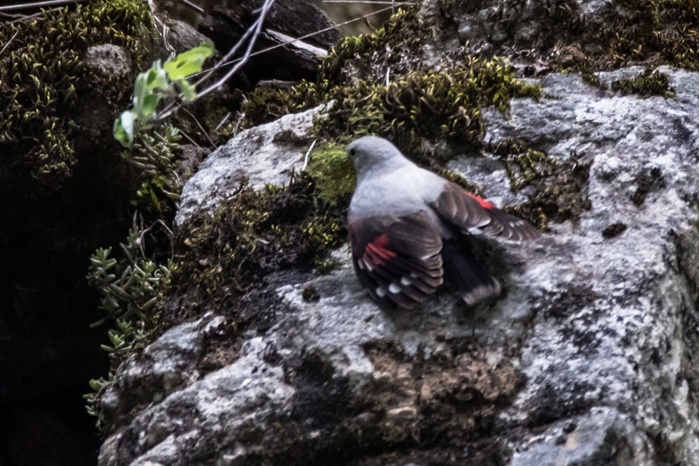 Wallcreeper - ML619939578