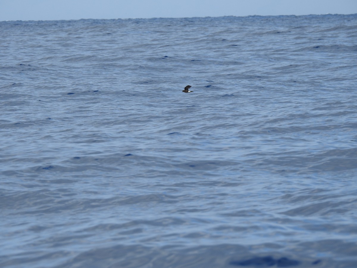 Wilson's Storm-Petrel - ML619939580