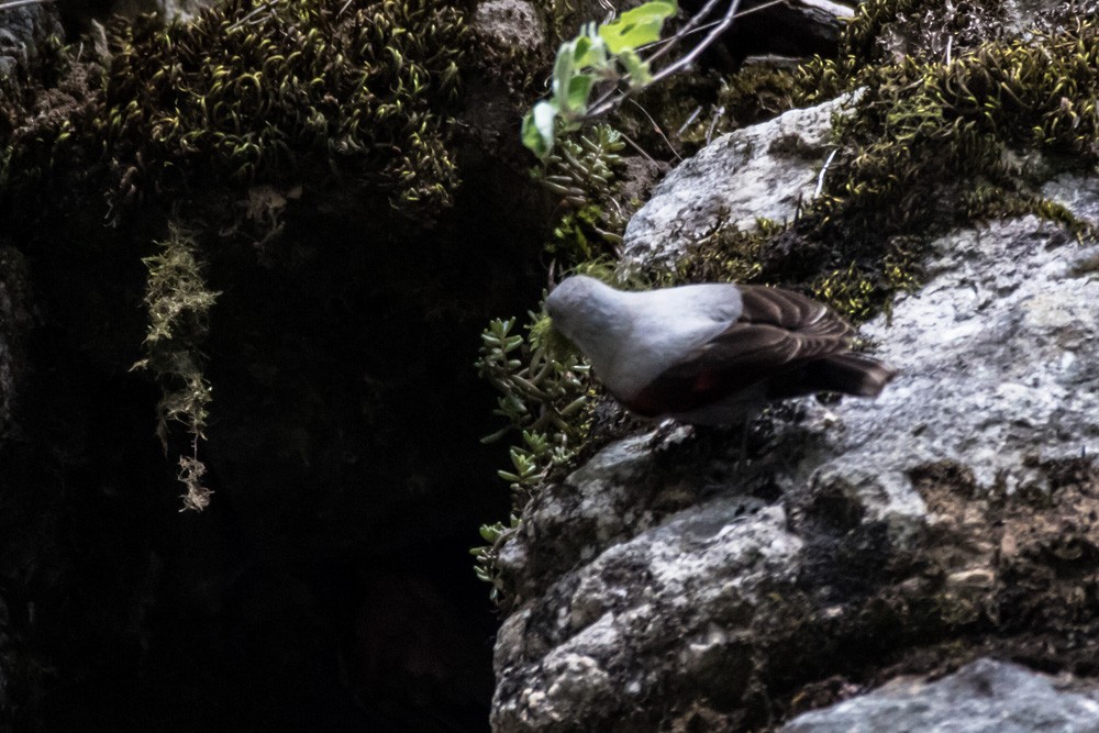 Wallcreeper - ML619939583