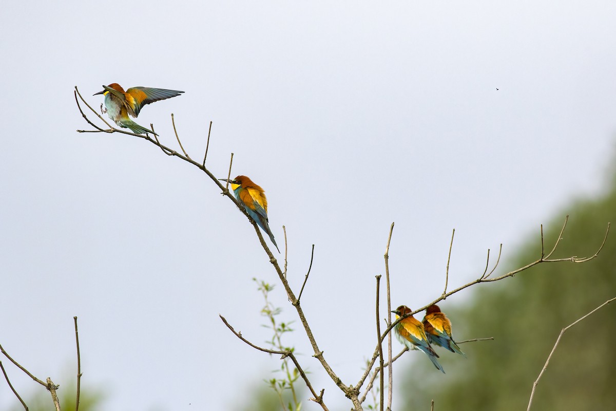 European Bee-eater - Kamil Mazur