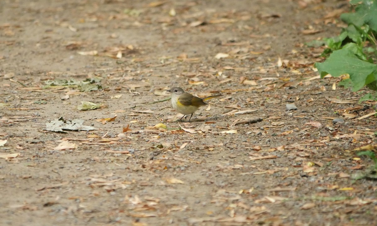 American Redstart - ML619939587