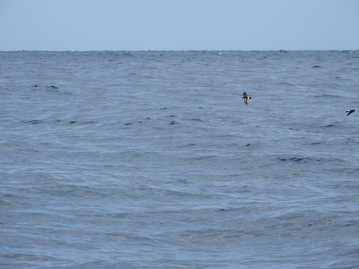 Wilson's Storm-Petrel - ML619939594