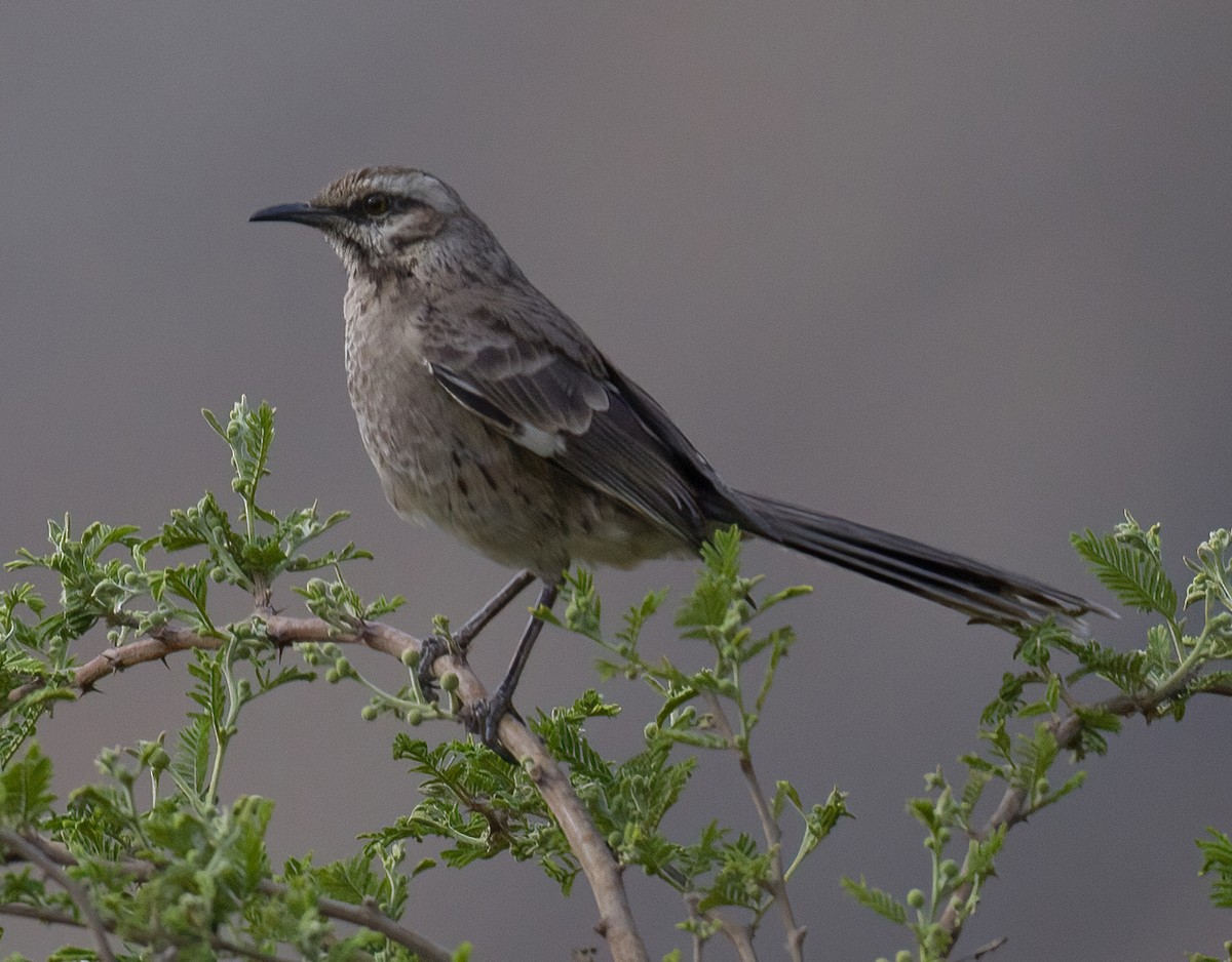 Long-tailed Mockingbird - ML619939609