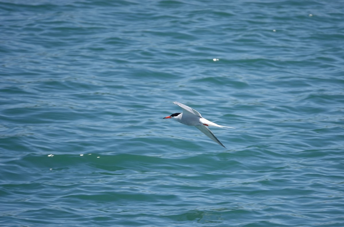Common Tern - ML619939613