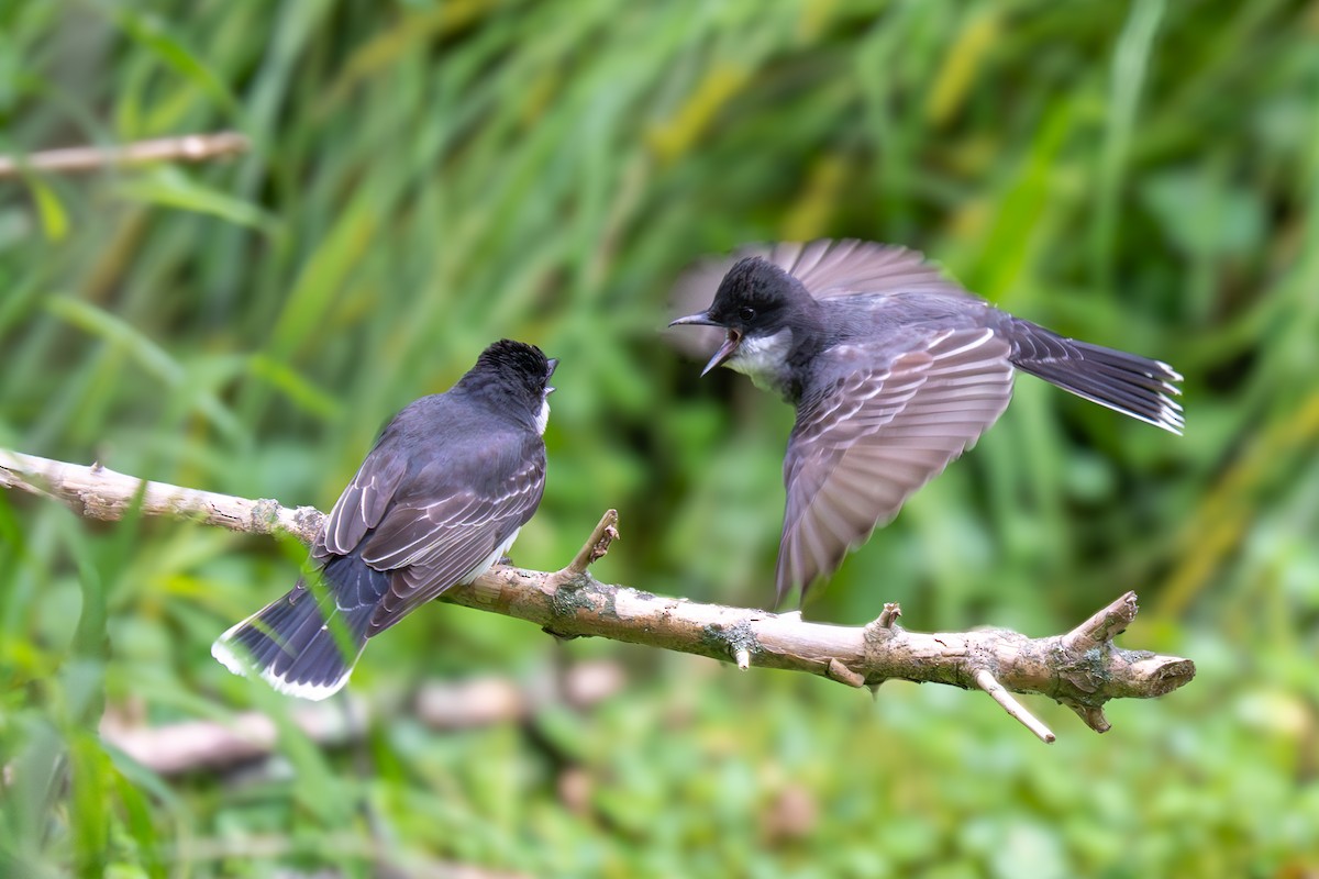 Eastern Kingbird - ML619939629