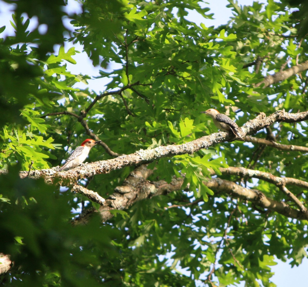 Red-bellied Woodpecker - ML619939635