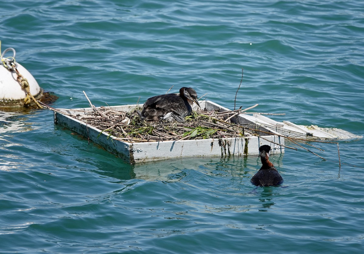 Red-necked Grebe - ML619939650