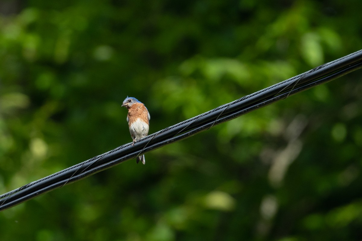 Eastern Bluebird - ML619939654