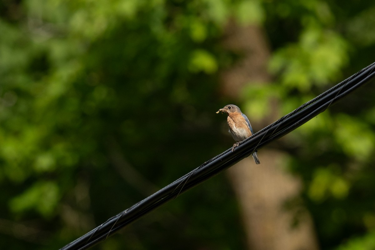 Eastern Bluebird - ML619939655