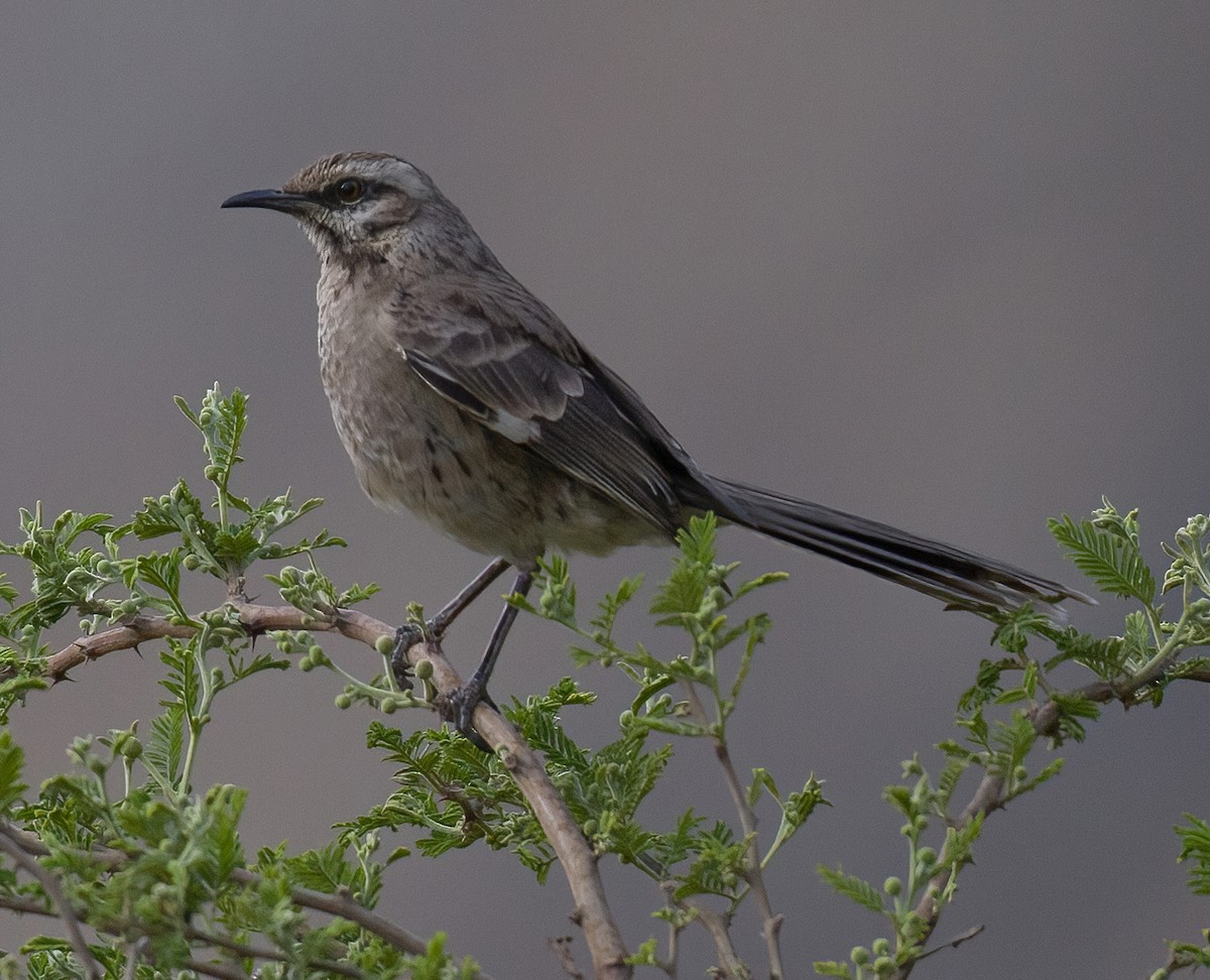 Long-tailed Mockingbird - ML619939671