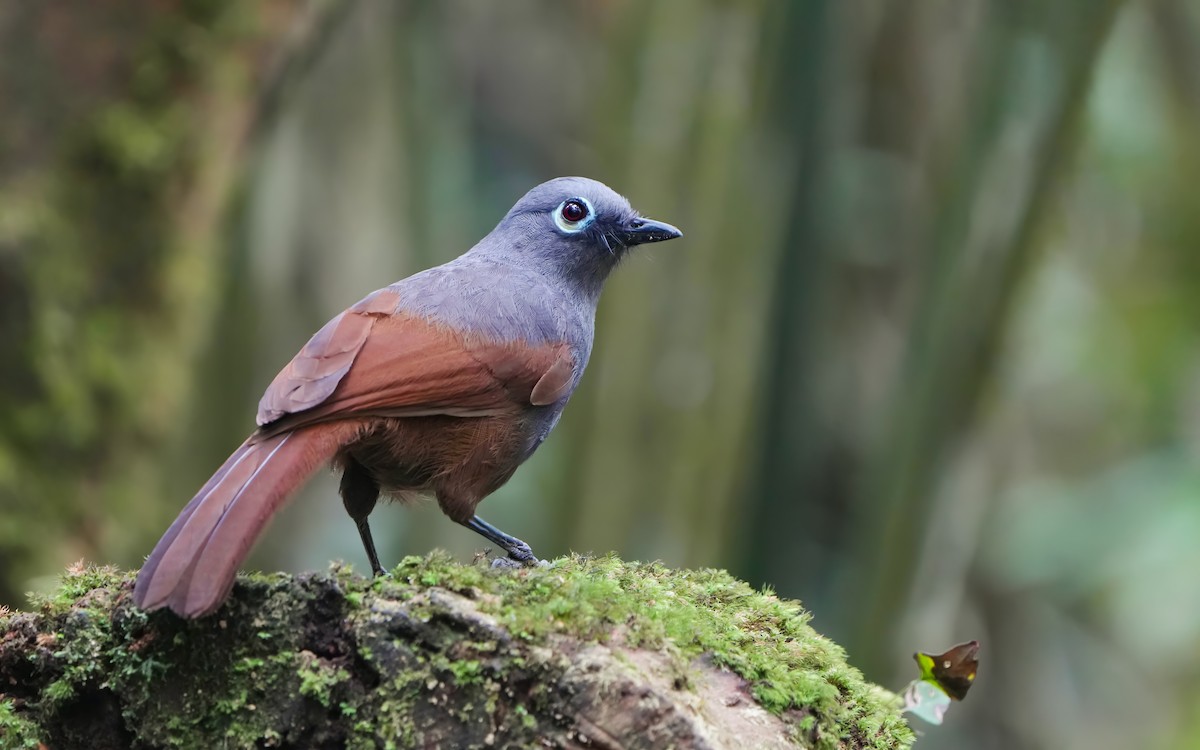 Sunda Laughingthrush - ML619939689