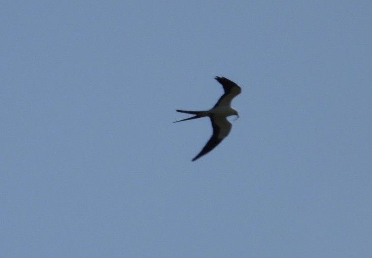 Swallow-tailed Kite - ML619939700