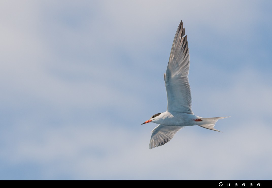 Common Tern - ML619939705