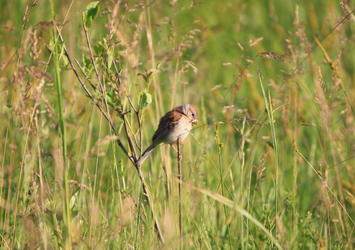 Field Sparrow - ML619939723