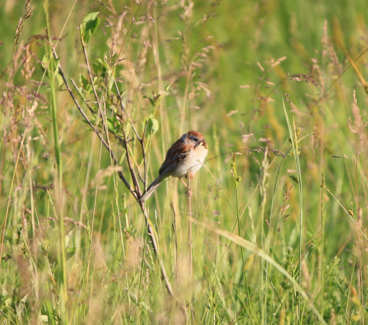 Field Sparrow - ML619939724