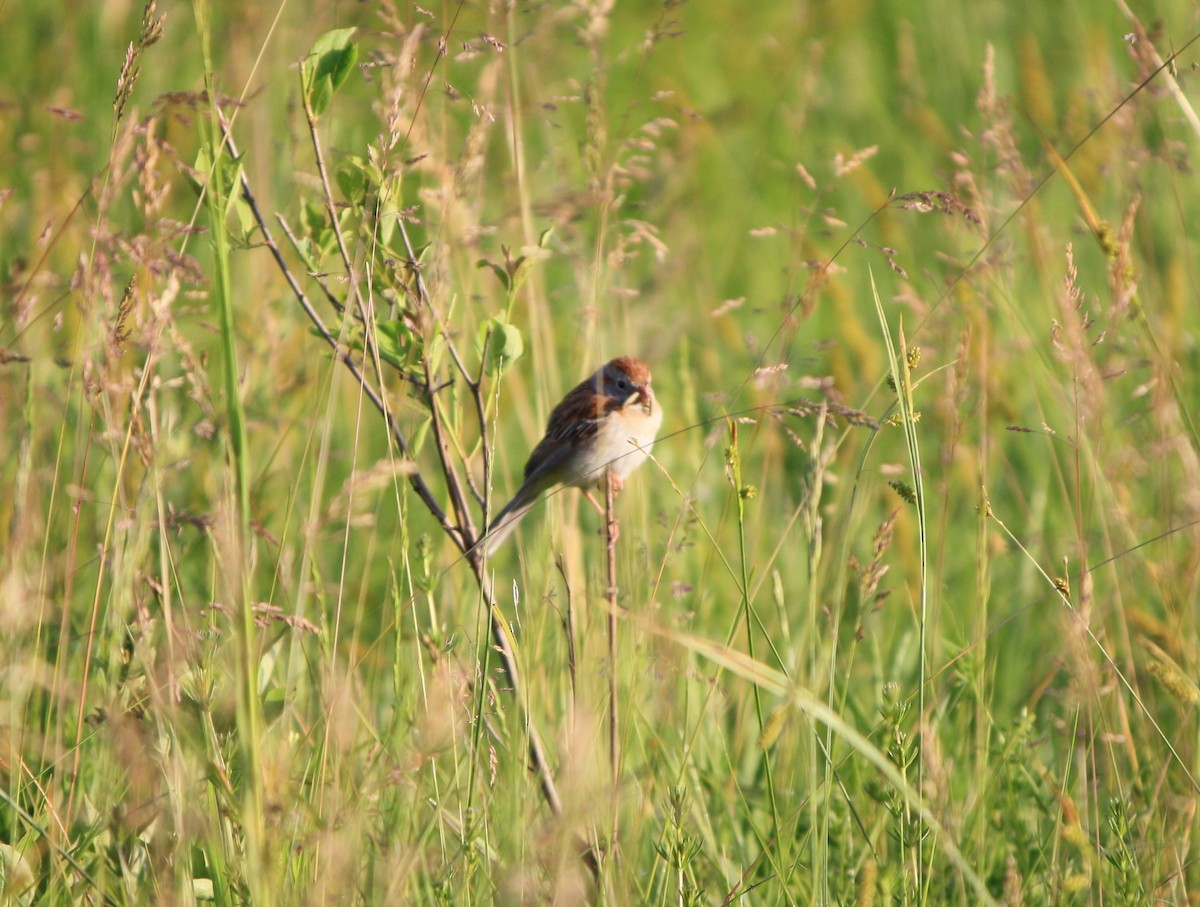 Field Sparrow - ML619939725