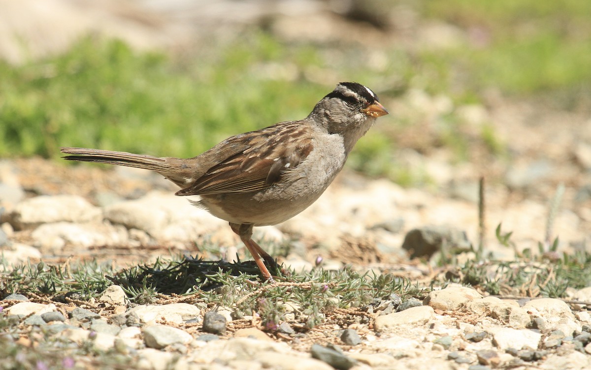 White-crowned Sparrow - ML619939727