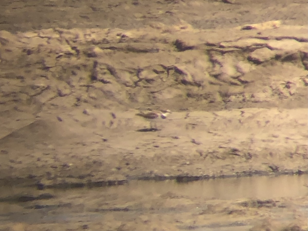 Semipalmated Plover - ML619939742