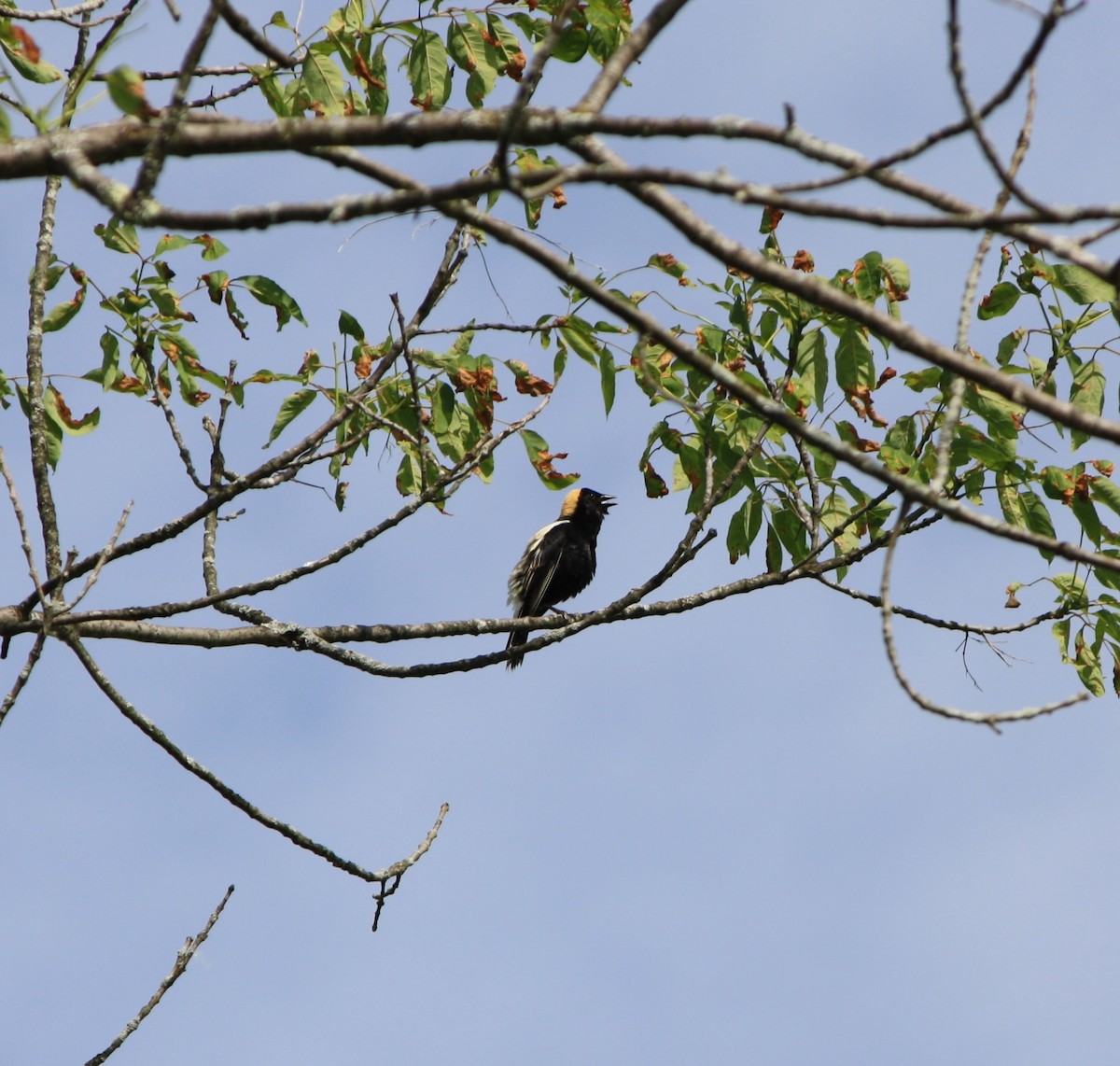 Bobolink - ML619939749