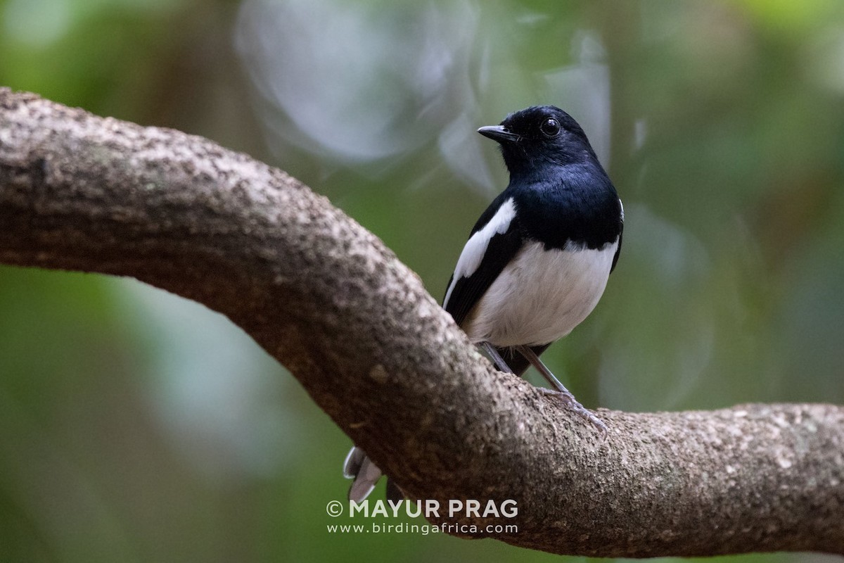Madagascar Magpie-Robin - Mayur Prag