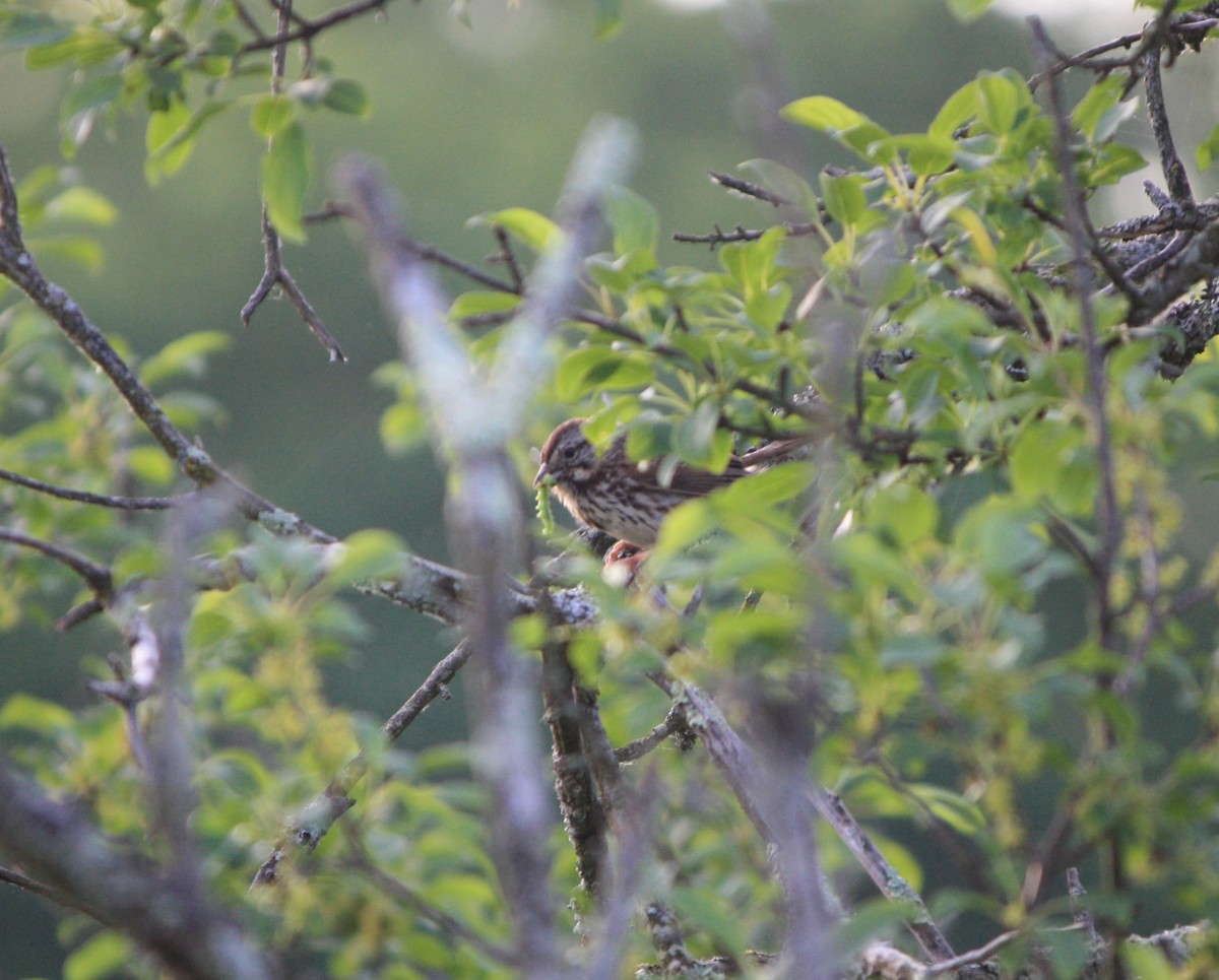 Song Sparrow - ML619939756