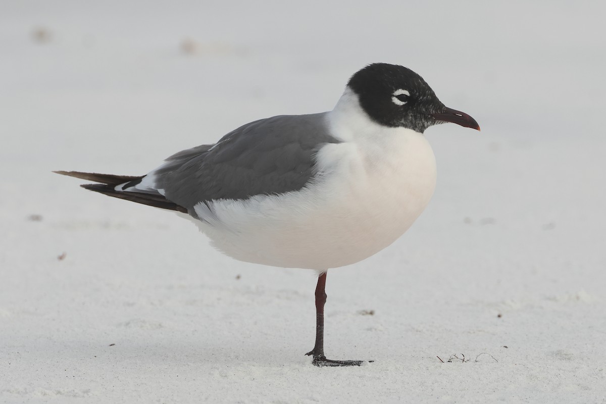 Franklin's Gull - Jim Anderton