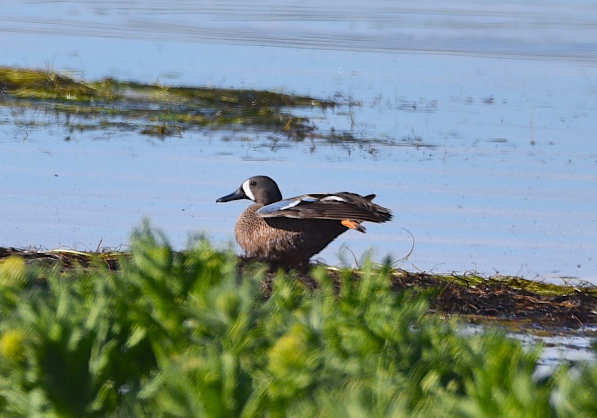 Blue-winged Teal - ML619939761