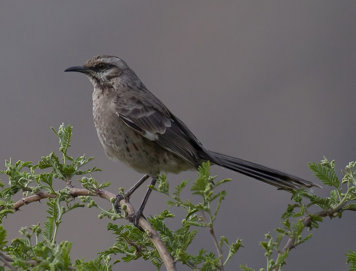 Long-tailed Mockingbird - ML619939769
