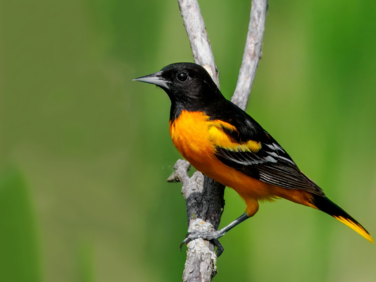 Baltimore Oriole - ML619939776