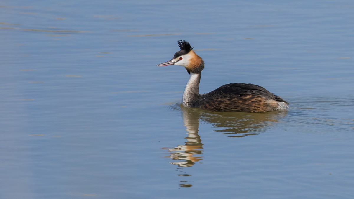 Great Crested Grebe - ML619939786