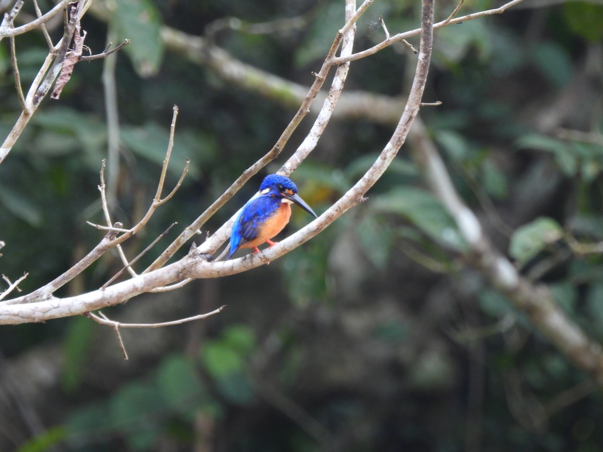Blue-eared Kingfisher - ML619939801