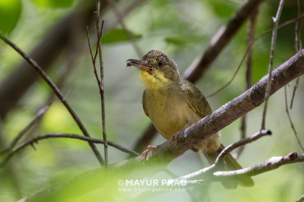 Long-billed Bernieria - ML619939808