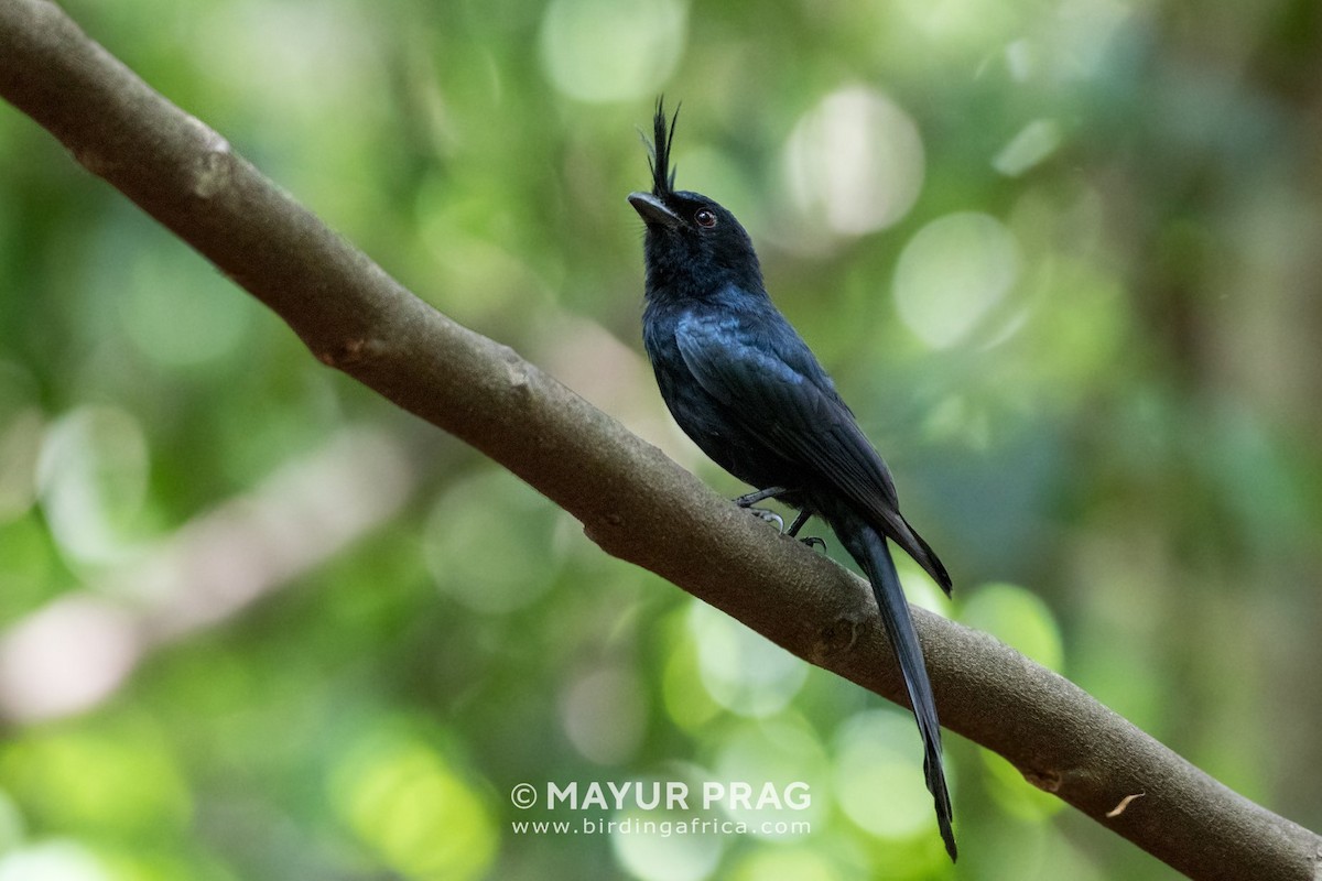 Crested Drongo - ML619939818