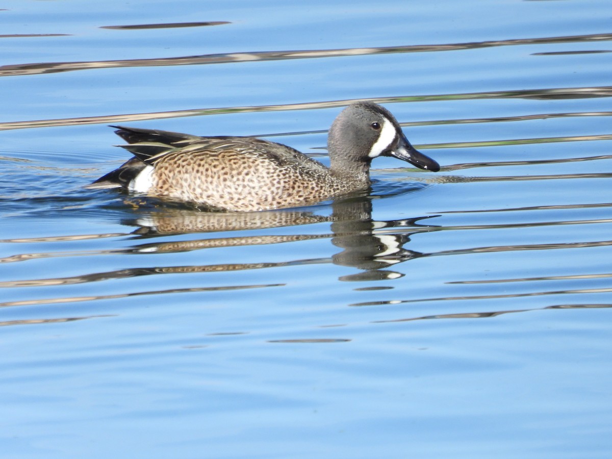 Blue-winged Teal - ML619939822