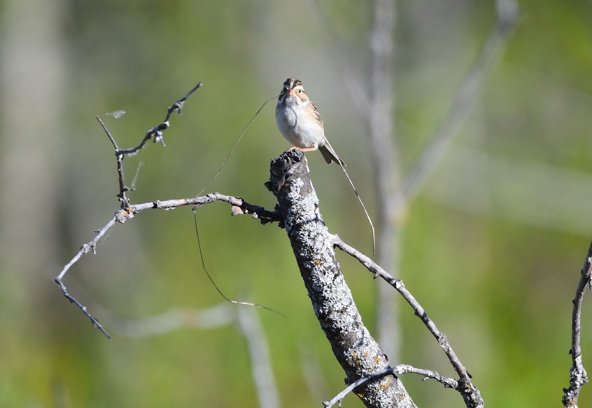 Clay-colored Sparrow - ML619939856