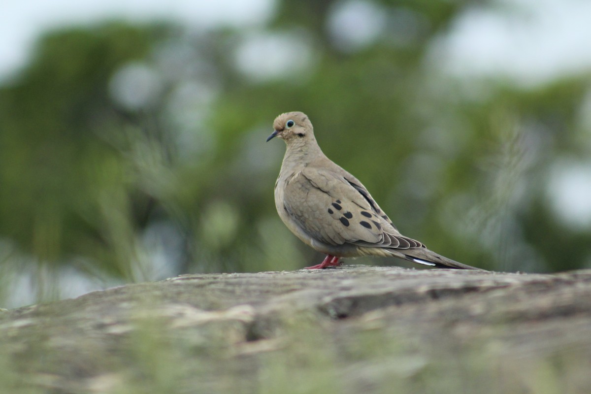 Mourning Dove - ML619939857