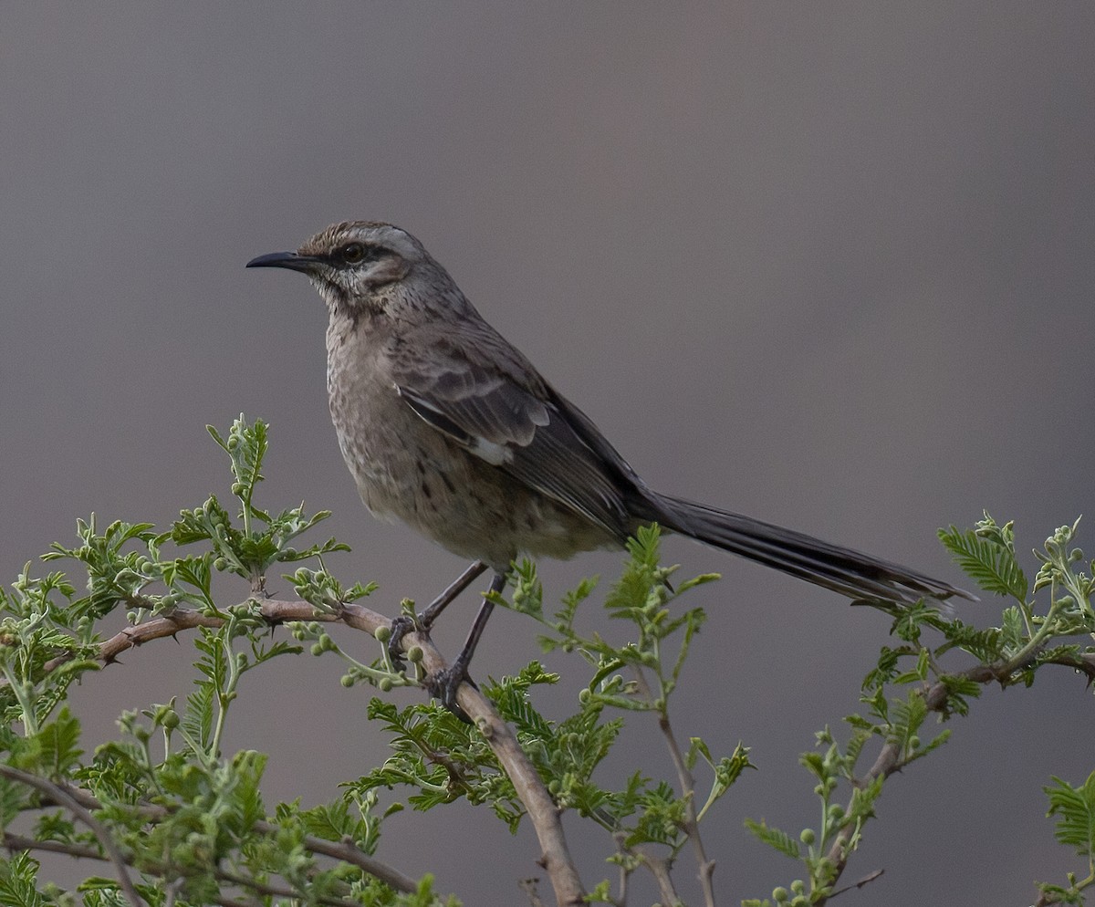 Long-tailed Mockingbird - ML619939860
