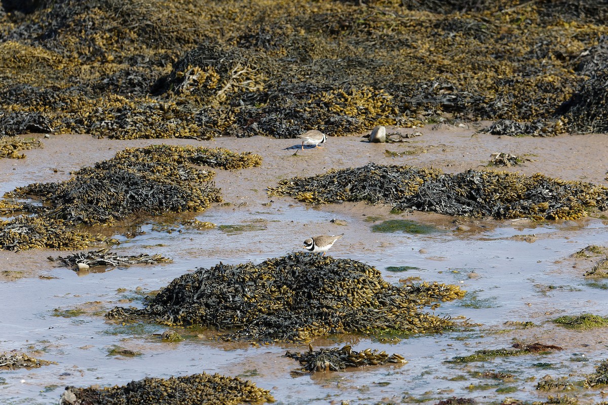 Common Ringed Plover - ML619939861
