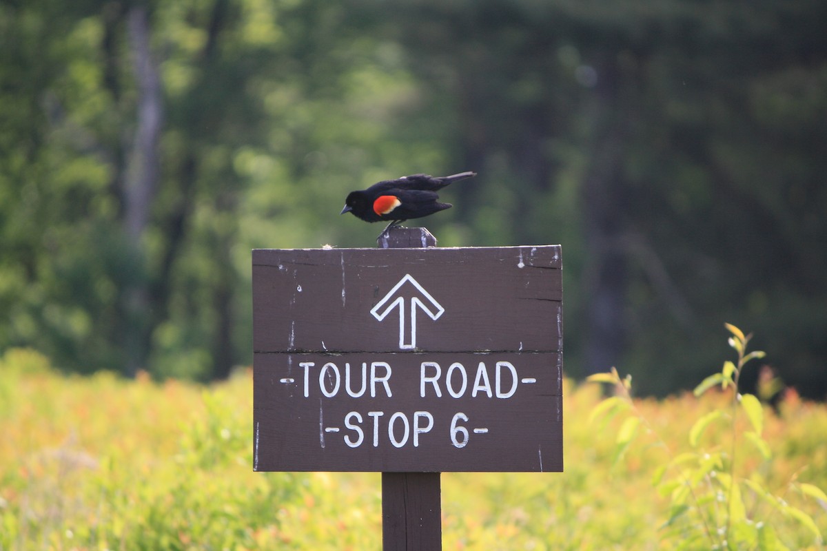 Red-winged Blackbird - ML619939866