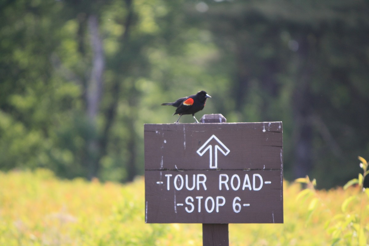 Red-winged Blackbird - ML619939867