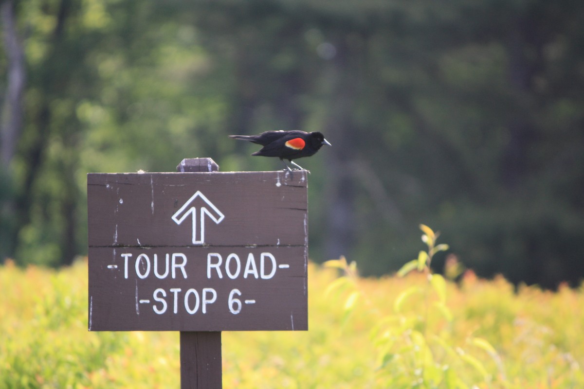 Red-winged Blackbird - ML619939868